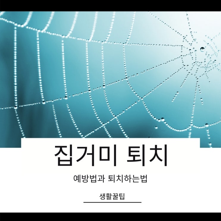 집거미 퇴치하는 6가지 방법