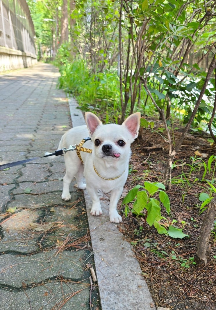 강아지 눈물 - 간식 사료 등 먹는걸 바꾸니 해결 강아지 눈물 - 간식 사료 등 먹는걸 바꾸니 해결