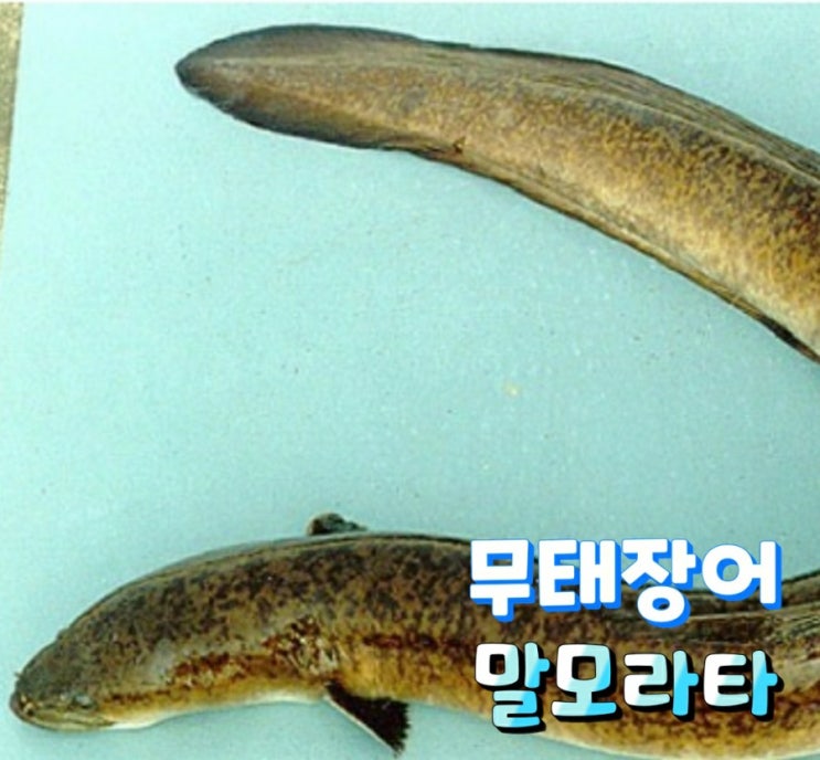 무태장어 장어의왕?  장어의황제?