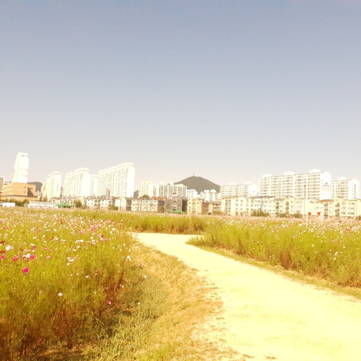 9월  꽃구경  갈만한곳   계양  ((꽃마루))