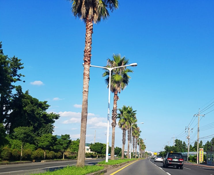  추억여행 : ) 제주도여행