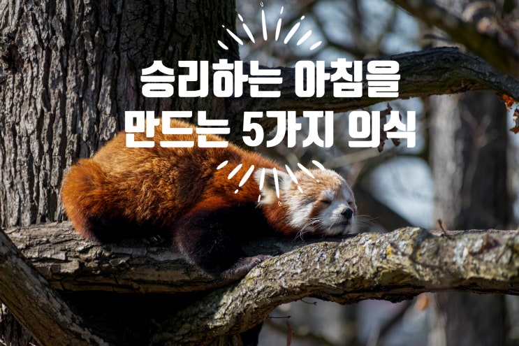  [책 리뷰] 타이탄의 도구들 (부제 : 승리하는 아침을 만드는 5가지 의식)