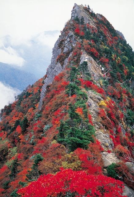  랜선타고 일본여행 이시즈치산(石鎚山)・덴구다케(天狗岳) 단풍(紅葉)【에히메현】