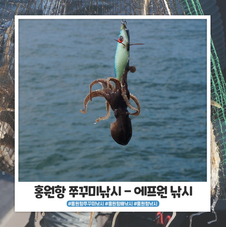 홍원항 쭈꾸미낚시 조황 대박이었습니다 홍원항 쭈꾸미낚시 조황 대박이었습니다