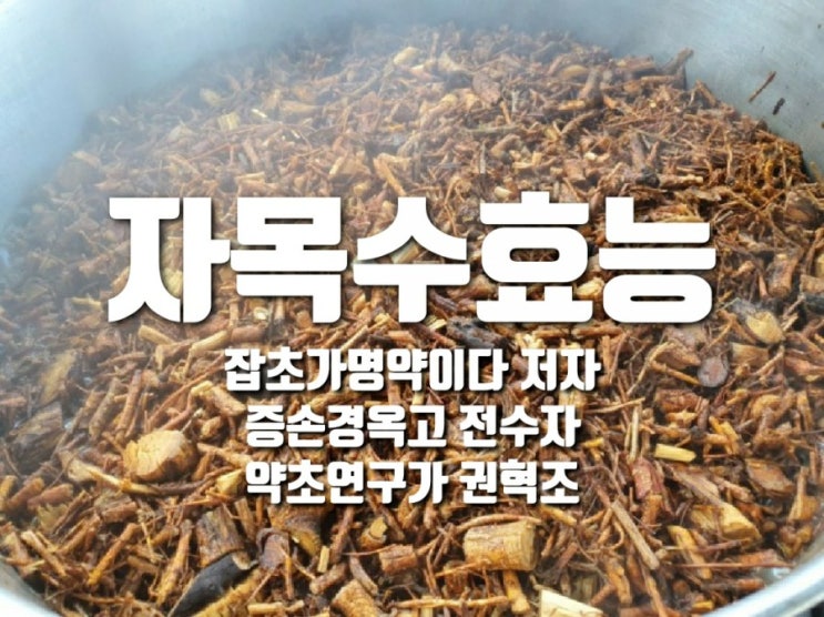  꾸지뽕나무로 만든 자목수효능
