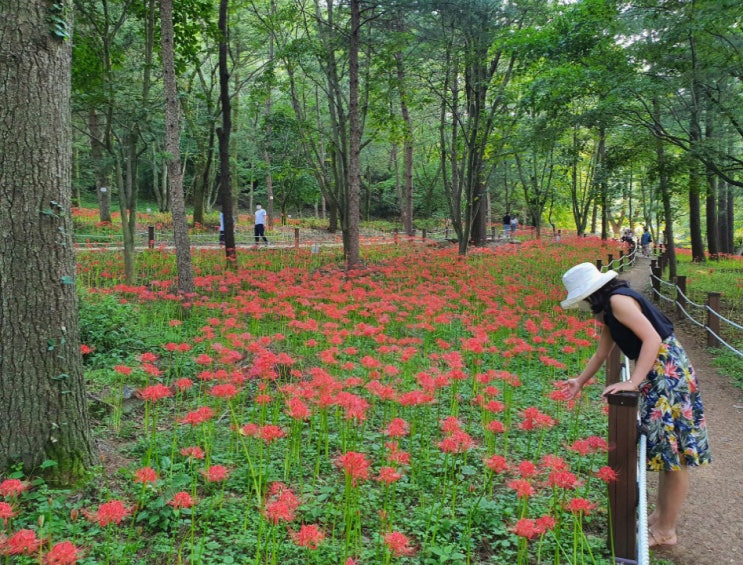 [직지사의 초가을] 산들산들 기분 좋은 바람과 황홀한 꽃무릇 군락에서 힐링 산책