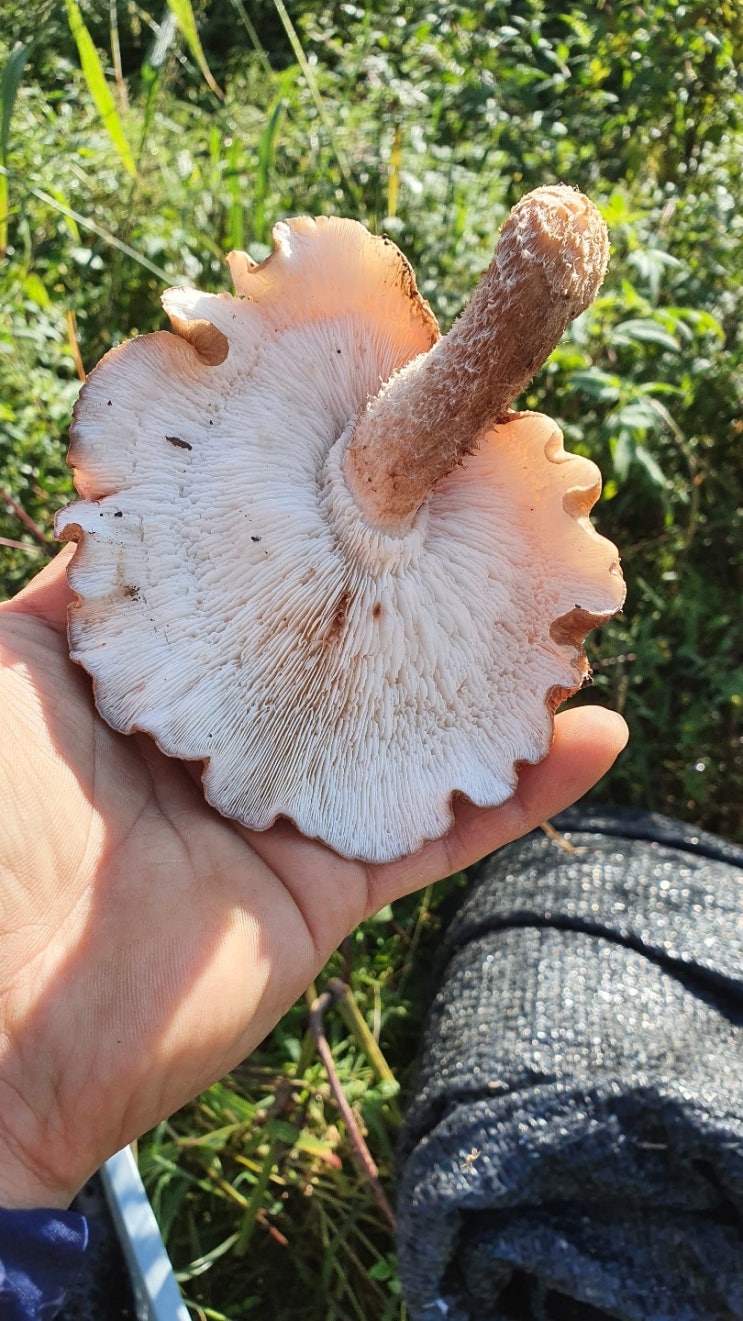  찐표고버섯