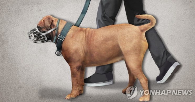 '맹견 보험' 자발적 가입자도 내년에 의무보험 추가로 들어야 '맹견 보험' 자발적 가입자도 내년에 의무보험 추가로 들어야