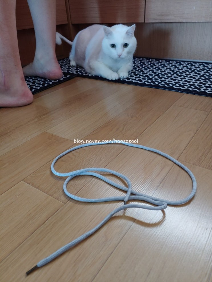  12살 묘르신 최애장난감은 끈?