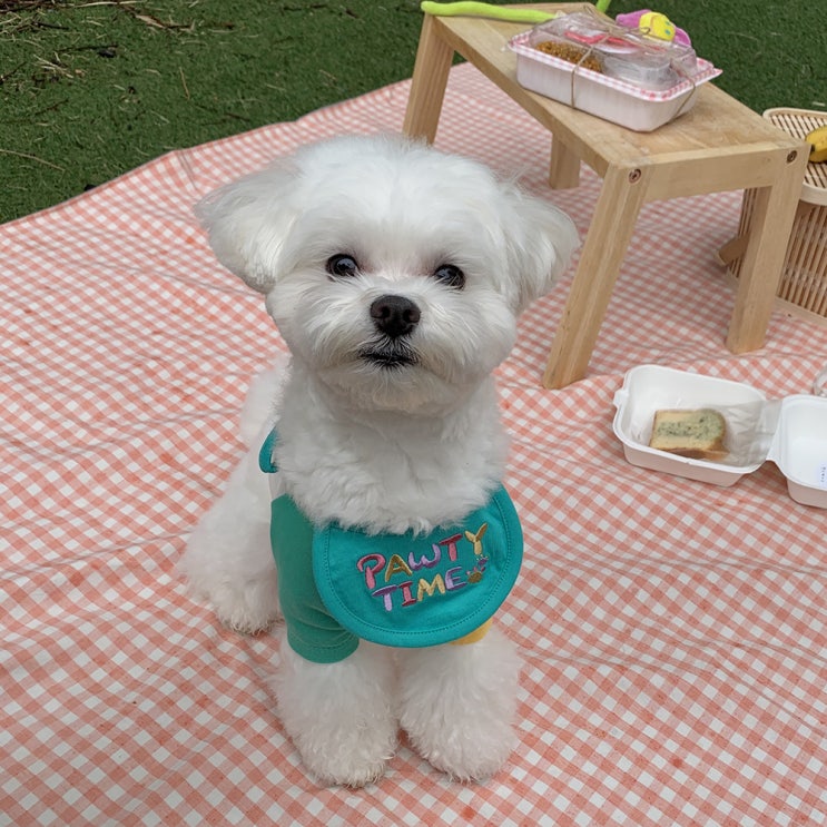  우프두프 강아지 고양이 턱받이 :: 생일  도그빕 추천