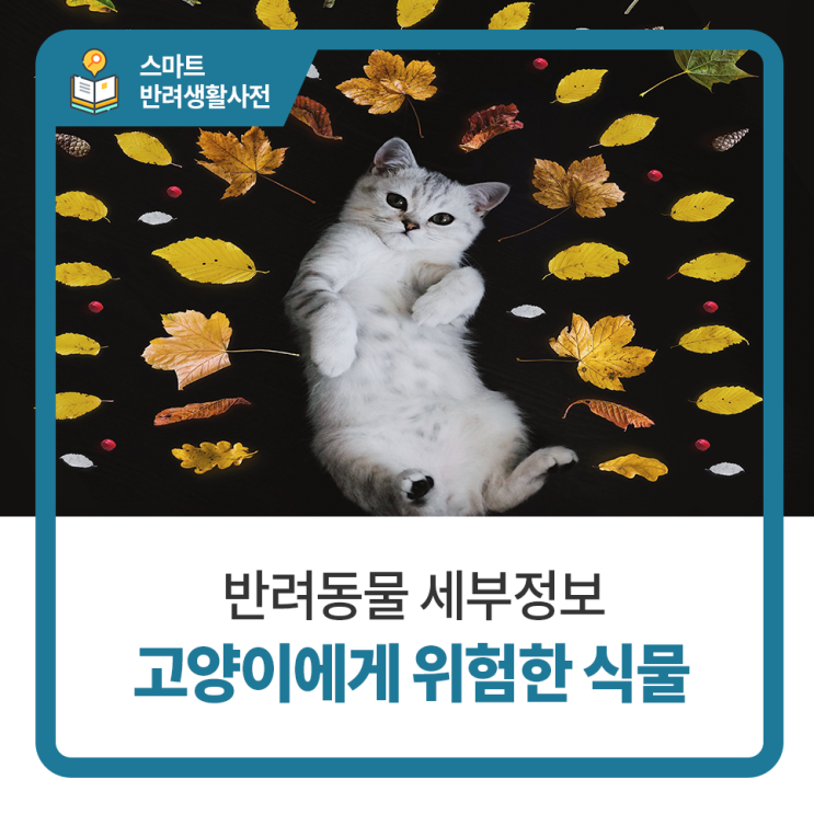  일산 고양 화정 24시 탑케어동물의료원 [고양이에게 위험한 식물]