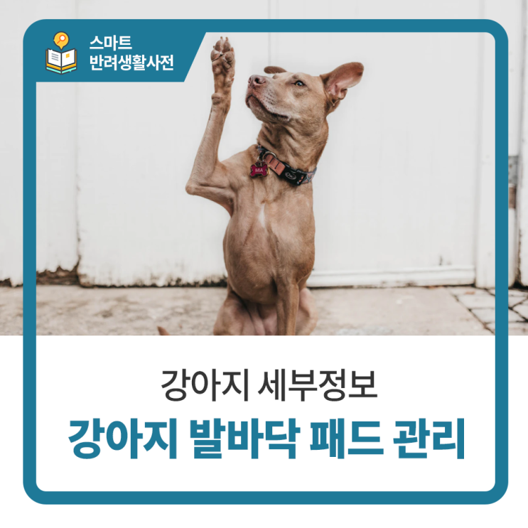  일산 고양 화정 24시 탑케어동물의료원 [강아지 발바닥 패드 관리]