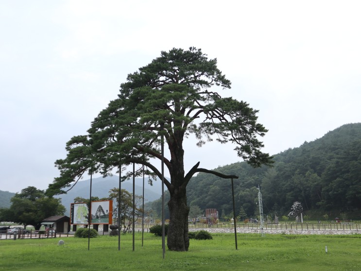 보은 가볼만한 곳 - 천연기념물 제103호 정이품송 속리산 연꽃단지 (2020.07.19)