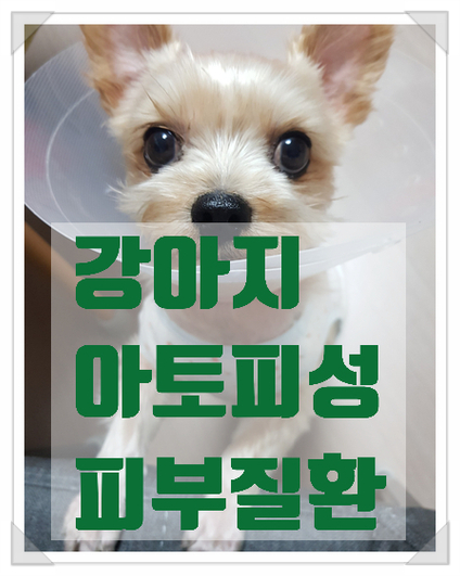  강아지 아토피, 아토피성 피부질환 강아지 케어