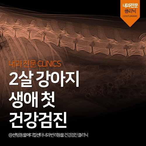  [강아지전문진료] 강아지 생애 첫 건강검진 (부산 정밀진단 동물병원)