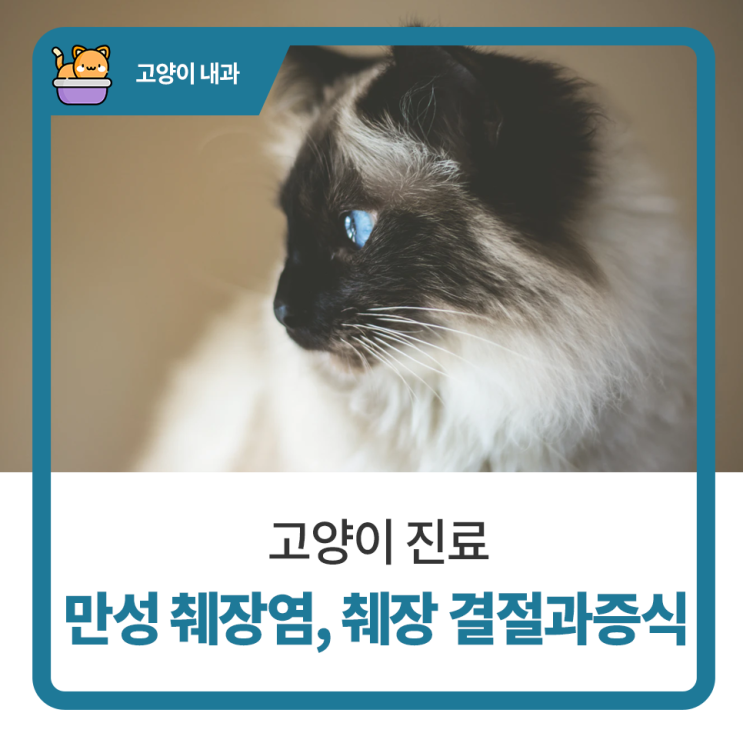  일산 고양 화정 24시 탑케어동물의료원 [고양이 만성 췌장염, 췌장 결절과증식]