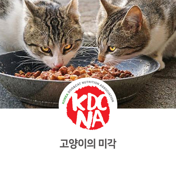 [한국반려동물영양협회 펫푸드 자격 교육] 전주 반려밥상이 알려주는 고양이 미각과 맛_617