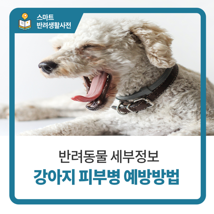  일산 고양 화정 24시 탑케어동물의료원 [강아지 피부병 예방방법]