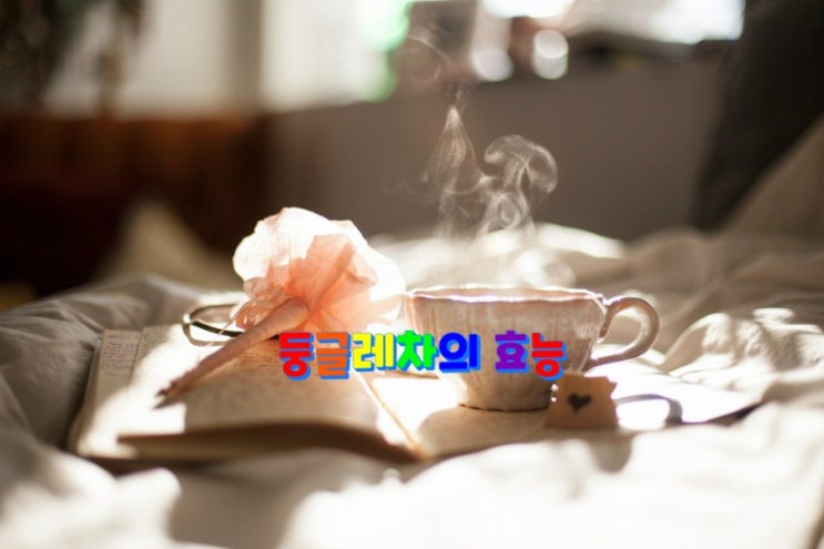 둥글레차의 11가지 효능 둥글레차의 11가지 효능