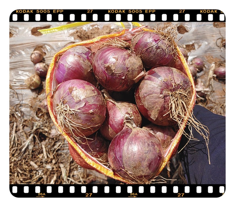 무안에서 온 보라색 양파 드세요~ 3