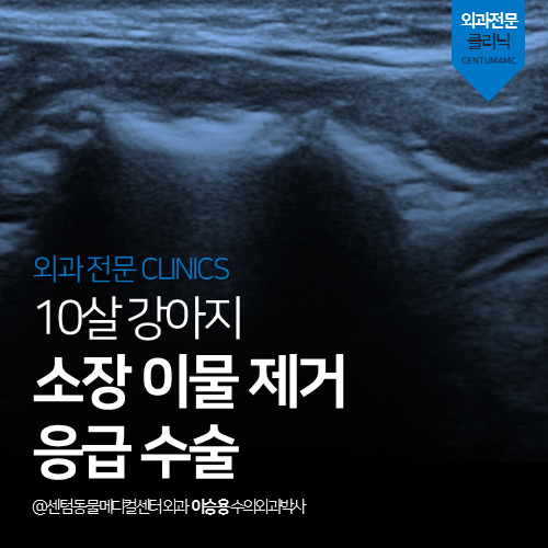  [외과] 강아지 소장 이물 제거 응급수술 (노령견 장폐색, 옥수수대)
