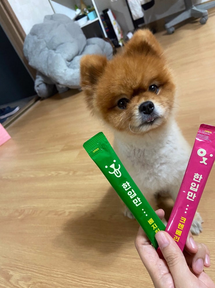  강아지츄르 봄봄 조공츄르 한입만 추천 후기