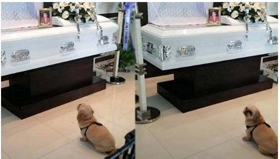이미 세상 떠난 아빠 돌아올까, 홀로 장례식장 끝까지 지키고 기다린 강아지