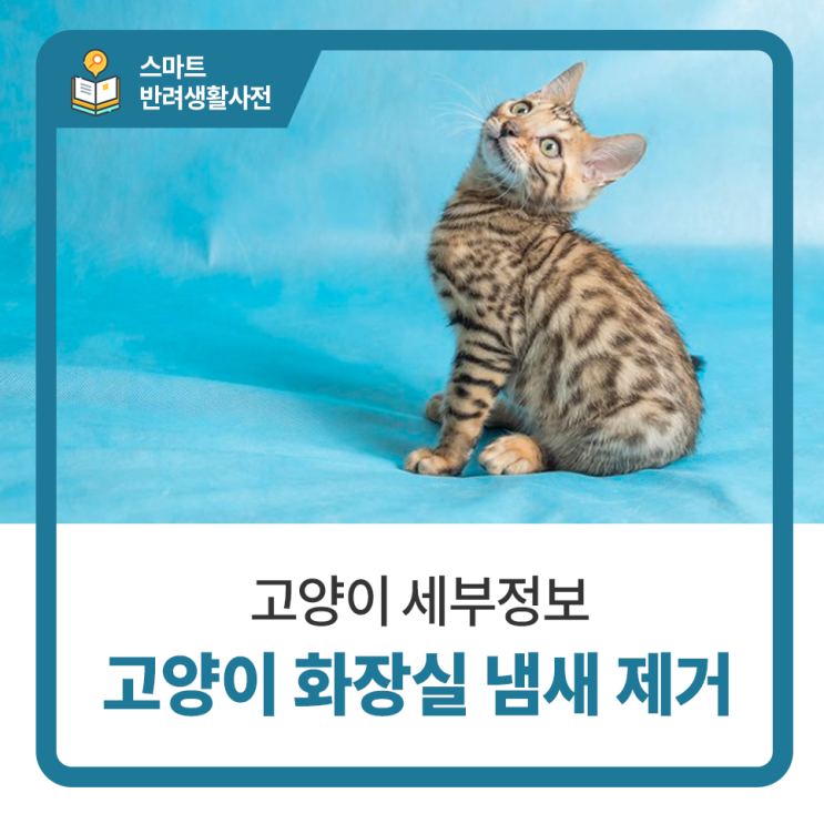 일산 고양 화정 24시 탑케어동물의료원 [고양이 화장실 냄새 제거]