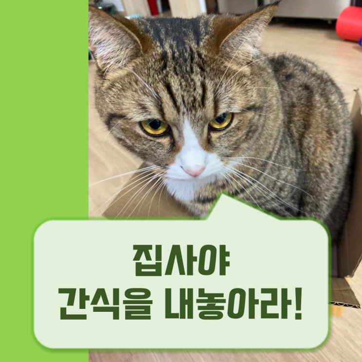  기호성좋은 고양이간식 ) 쉬바캔