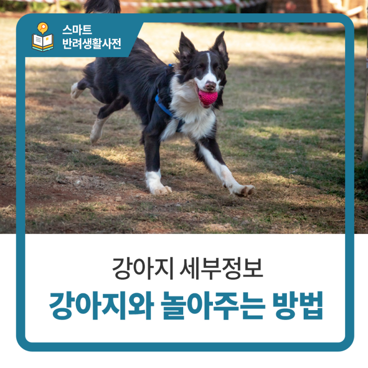  일산 고양 화정 24시 탑케어동물의료원 [강아지와 놀아주는 방법]