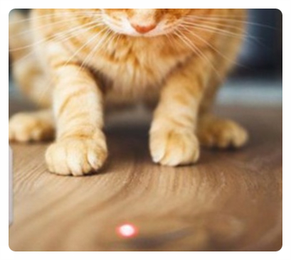 고양이는 왜 레이저를 쫓을까? 논란이 되는 부분과  잘 놀아주는 방법 (추천 장난감)