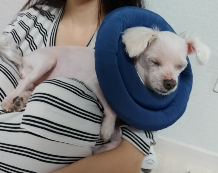 우리집 귀염둥이 반려견 건강검진비용 입니다