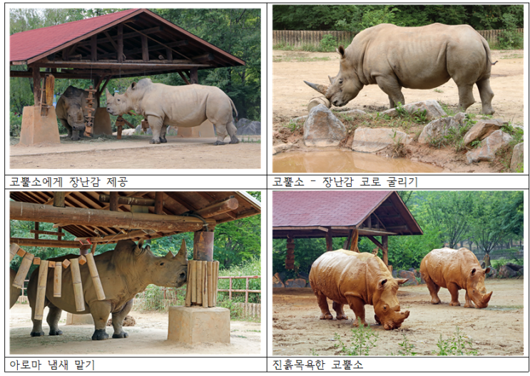 서울대공원,‘세계 코뿔소의 날’맞아 멸종위기종 코뿔소 영상 유튜브공개