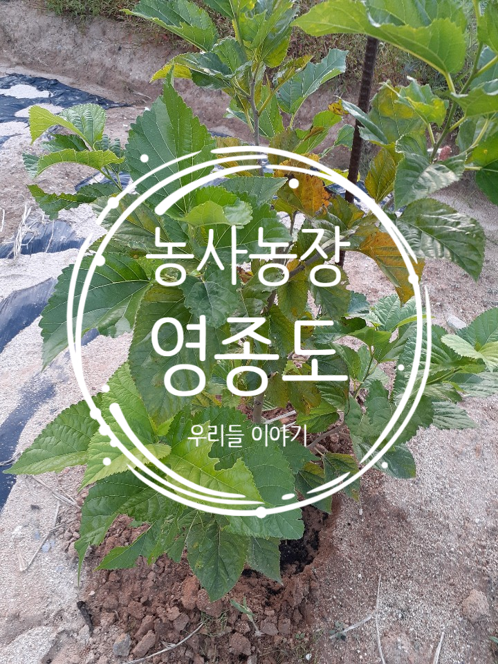  농사 농장 이야기, 인천 - 영종도(계속) "나무,배추, 무 이야기!"