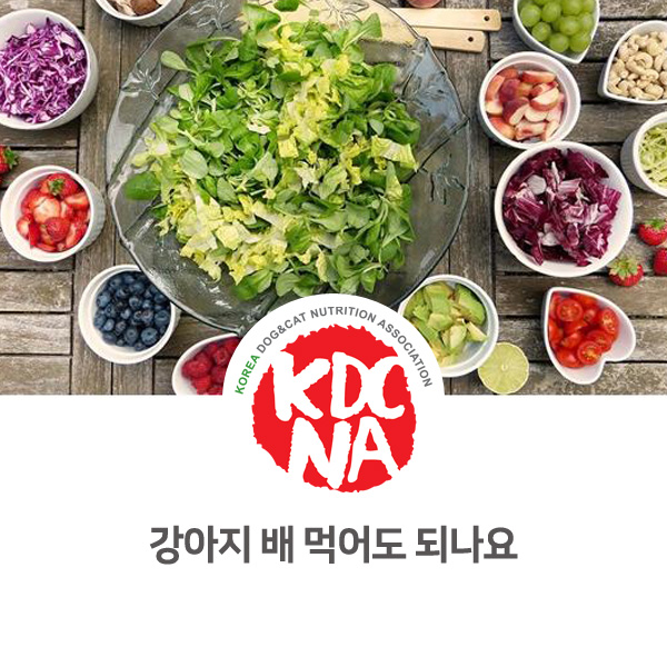  [광주 펫푸드 자격증] 화단위에간식이 알려주는 강아지 고양이 배 활용 식이 관리_626