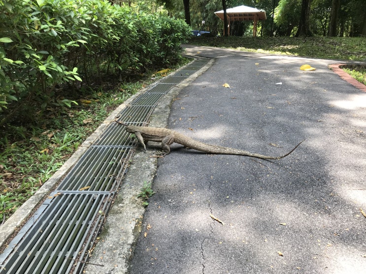 #93 싱가포르 일상 - 산책하다가 만난 동물들 (왕 도마뱀, 원숭이, 고양이, 개구리, 닭)