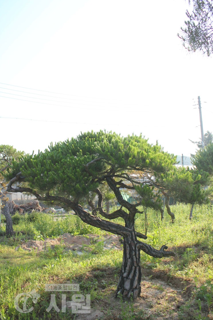 전원주택 정원이나 가정집 정원 꾸미기에 어울리는 특수목 형태의 소나무를 소개합니다.