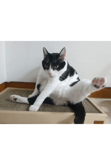  수컷고양이 생식기 이렇게 작아서 되겠니?