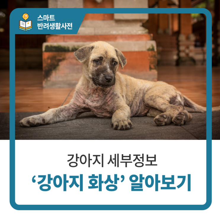  일산 고양 화정 24시 탑케어동물의료원 [강아지 화상에 대해 알아보아요]