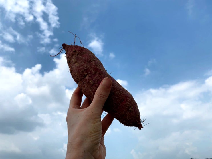  햇고구마가격 해남 고구마 by 순수농산