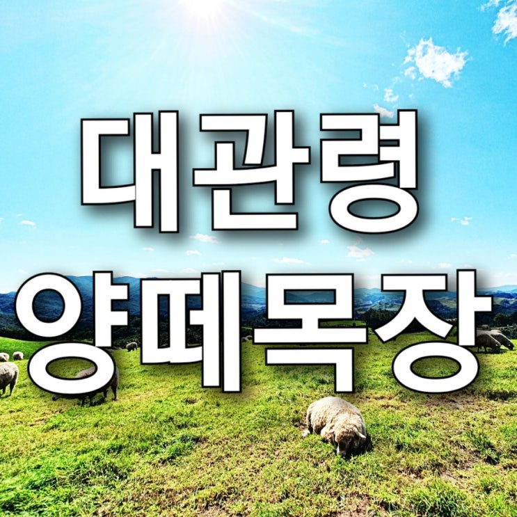 평창 대관령 가볼만한 곳 대관령 양떼목장 추천, 인생샷 찍기 좋은 곳!