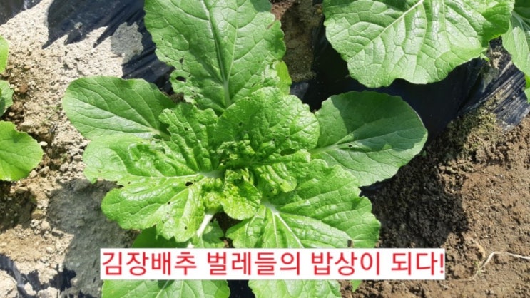  주말농장 텃밭에 심은 김장배추 벌레들의 밥상!