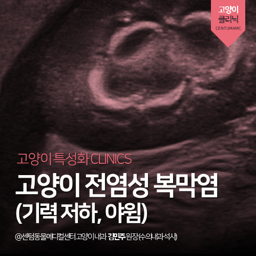  [고양이전문진료] 고양이 전염성 복막염 (FIP) (부산 치료 동물병원)