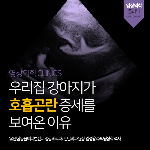  [심장전문진료] 강아지 이첨판 폐쇄부전증 (노령견 호흡 곤란)