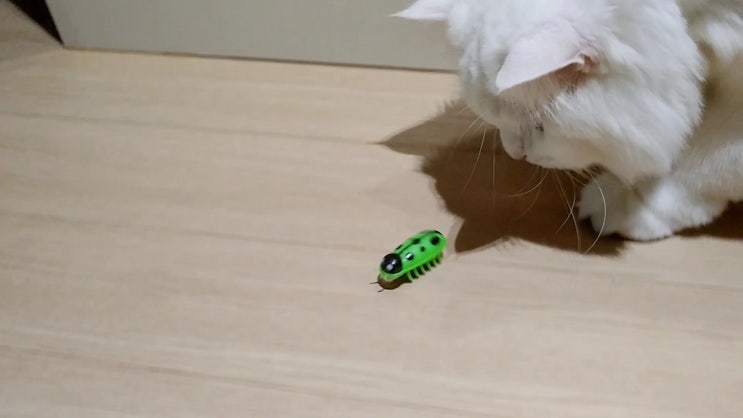 고양이 벌레 장난감 너무 좋아해요