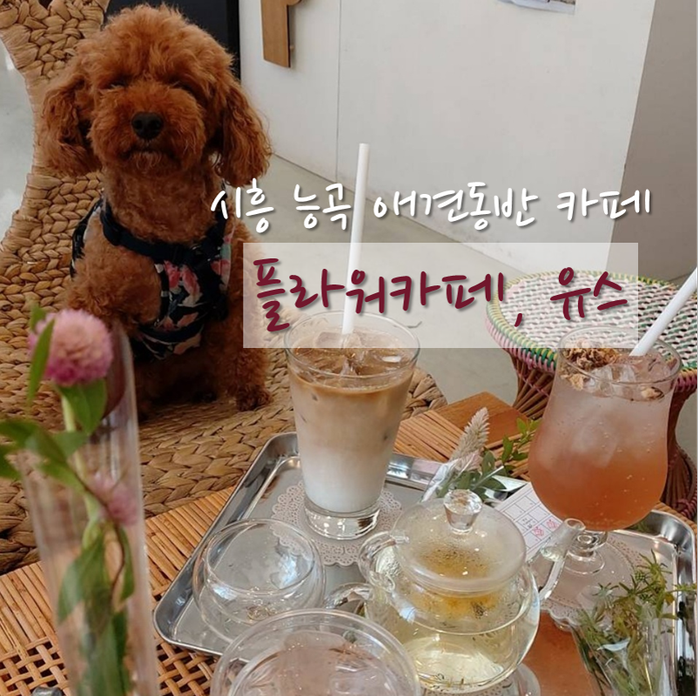  시흥능곡 애견동반카페 : 플라워카페유스 / 상쾌한 일요일 아침같은 카페
