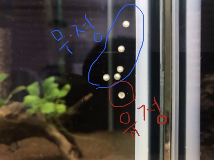  코리도라스 유정란구분법