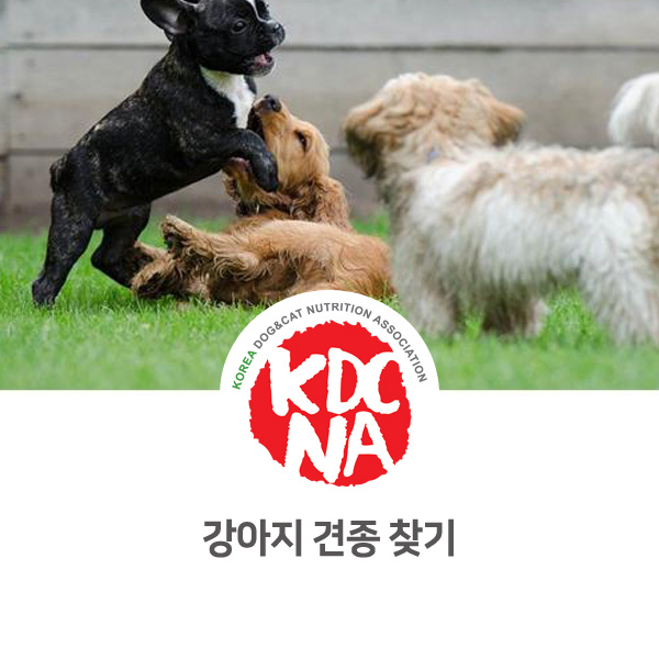  [광주 펫푸드자격증] 한국반려동물영양협회 화단위에간식이 알려주는 강아지 입양전 견종 알아보기_627