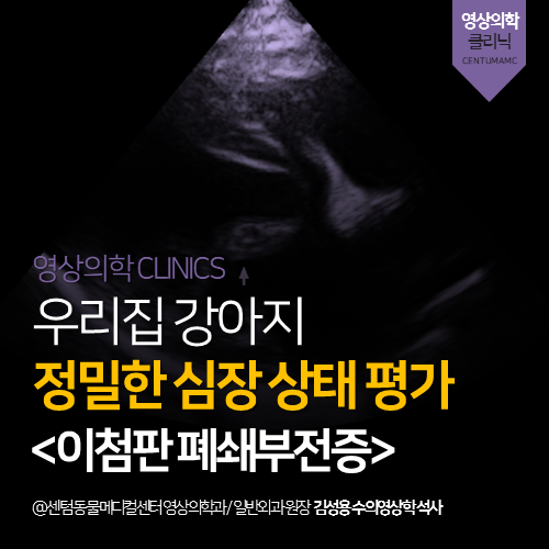  [심장전문진료] 강아지(노령견) 정밀 심장 상태 평가 (부산 초음파 동물병원)