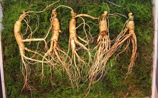  부모님 추석명절선물로 준비한 산양산삼 이번엔 제대로 효도했어요